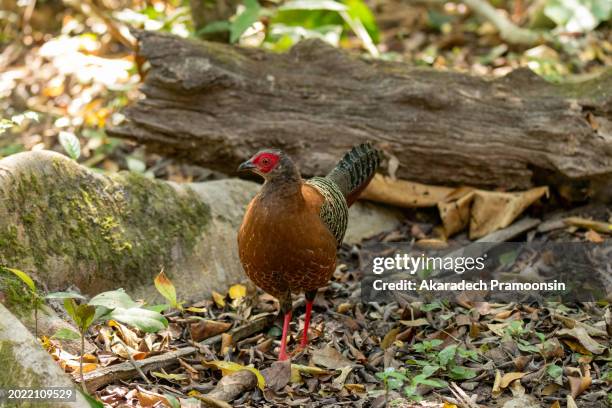 female jungle fowl - gallus gallus stock pictures, royalty-free photos & images