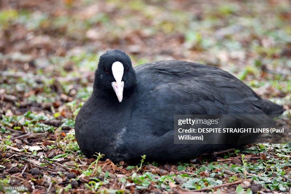 Eurasian Coot or Common Coot (Fulica atra)