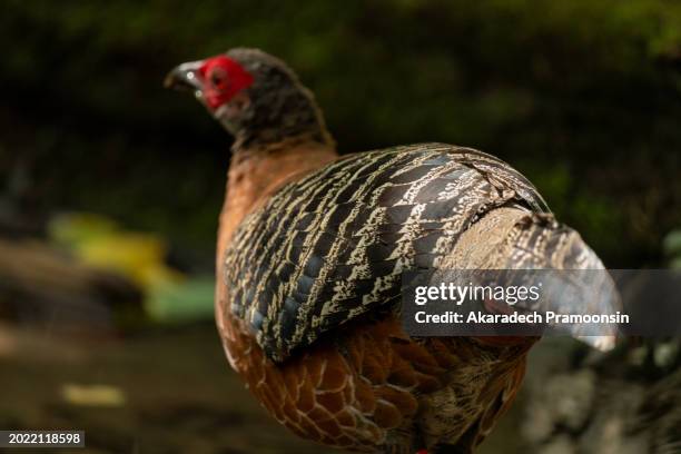 jungle fowl - gallus gallus stock pictures, royalty-free photos & images