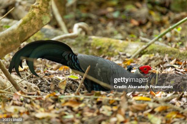jungle fowl - gallus gallus stock pictures, royalty-free photos & images