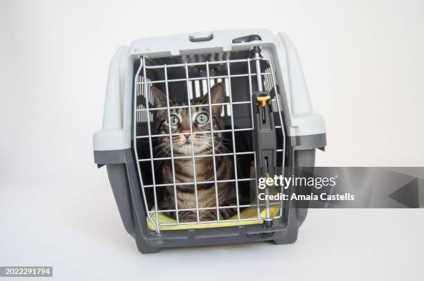 tabby cat in pet carrier - pet carrier stock pictures, royalty-free photos & images