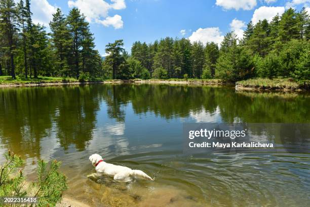 dog swimming in lake - balkans fotografías e imágenes de stock