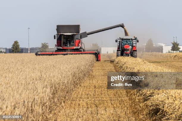 agricultural activity: combine harvester and tractor are harvesting a wheat field - combine harvester stock pictures, royalty-free photos & images