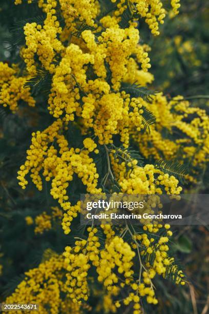 a bunch of yellow mimosa flower - mimosa foto e immagini stock