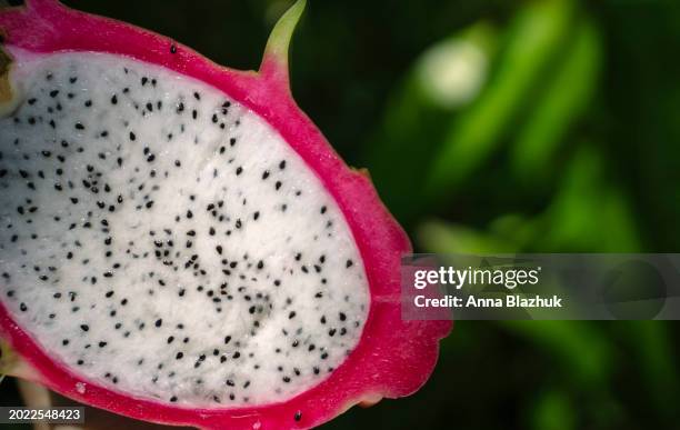 halved dragon fruit close-up in bright day sun light on green tropical background - pitaya stock pictures, royalty-free photos & images