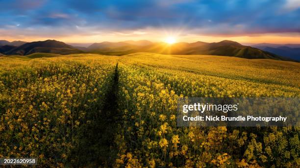 canola field, austria - canola stock pictures, royalty-free photos & images