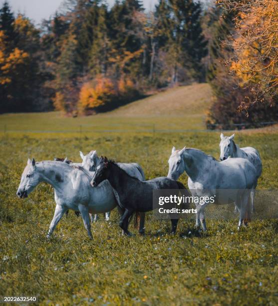 a herd of beautiful horses galloping freely across a green field - kudde stockfoto's en -beelden