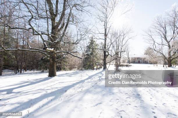 winter background against white snow - nashville winter stock pictures, royalty-free photos & images