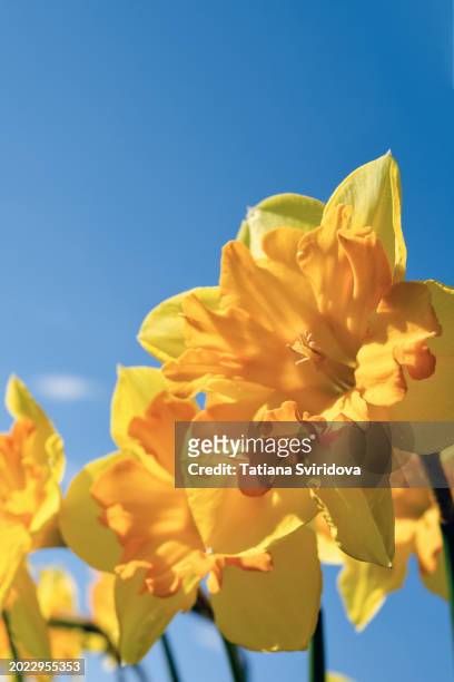beautiful double layered yellow daffodil close up on green - st davids stock pictures, royalty-free photos & images