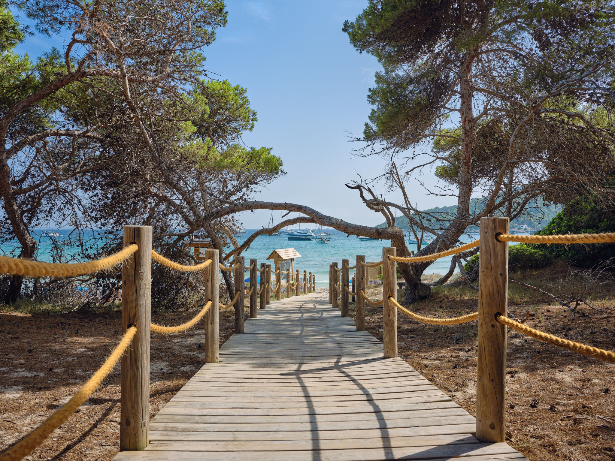ibiza future