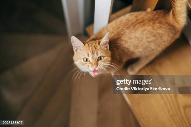 a beautiful ginger kitten sits on a stair step in an apartment. - monkey ladder stock pictures, royalty-free photos & images