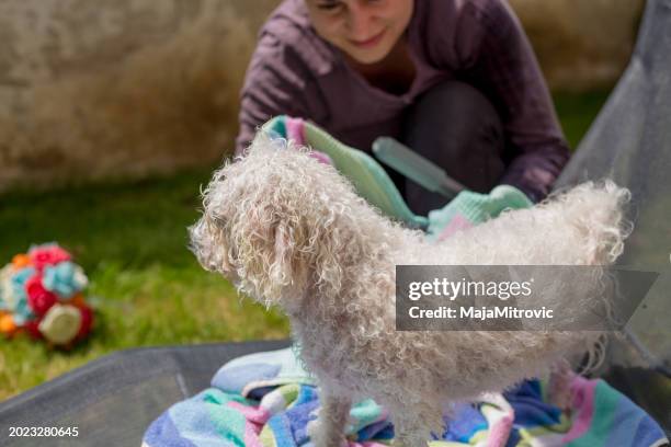 bichon frise wrapped in a towel - frise stock pictures, royalty-free photos & images