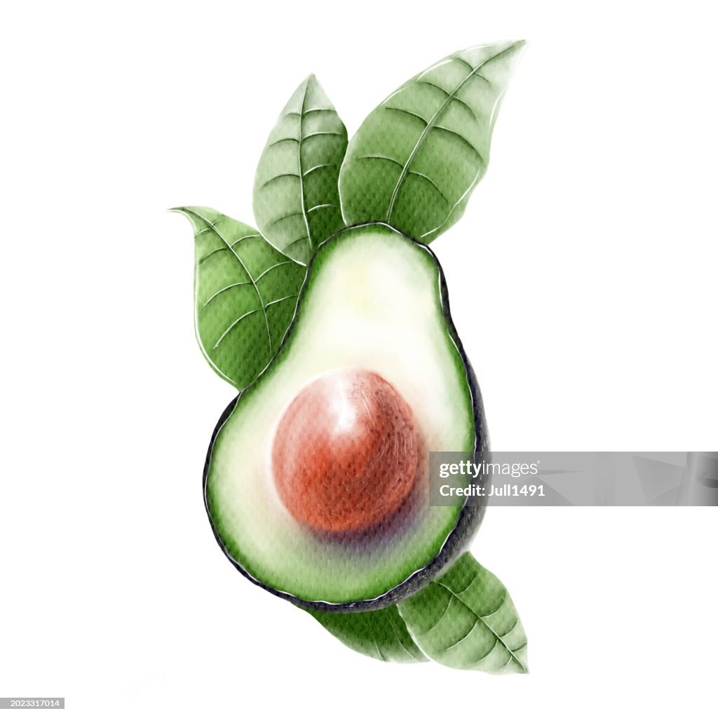 Watercolor avocado