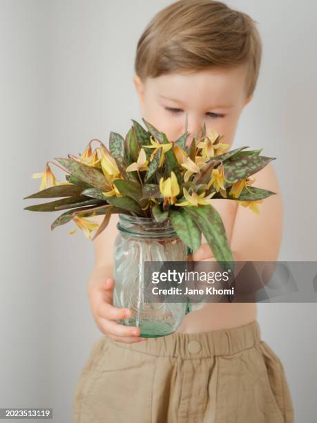 little boy holding first spring flowers - dogtooth violet stock pictures, royalty-free photos & images