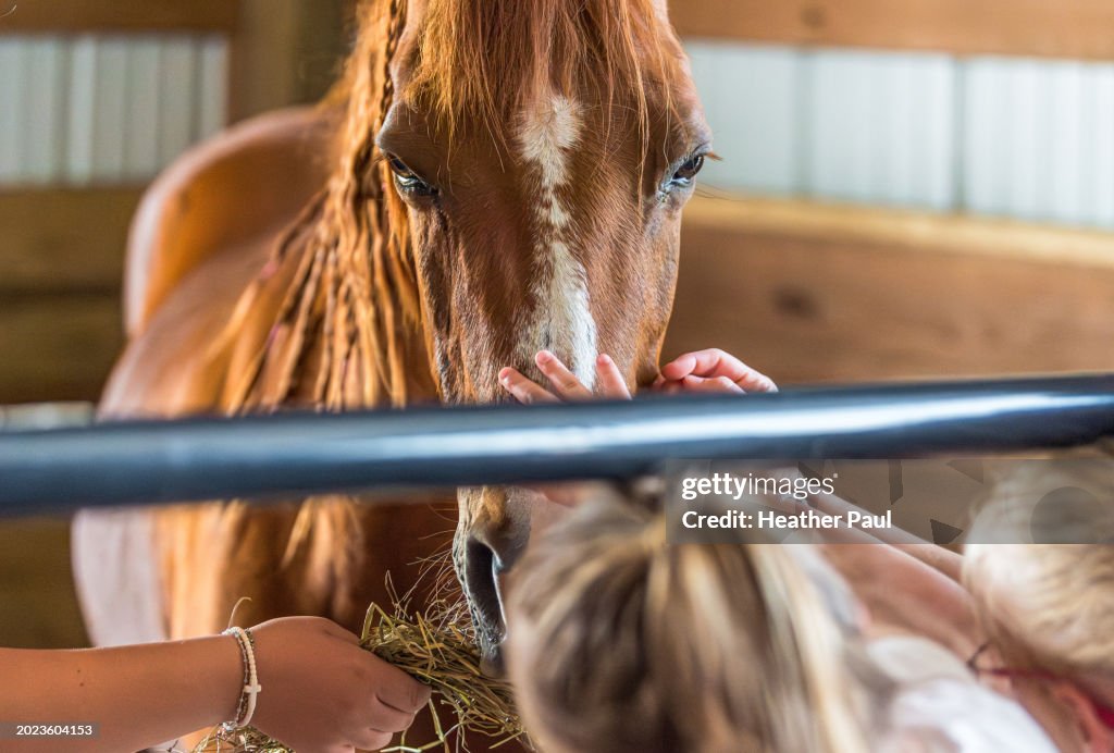 Children petting and feeding hay to an Arabian horse