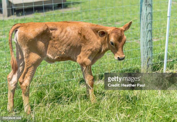 jersey calf standing alone in a pasture - jersey cattle stock pictures, royalty-free photos & images