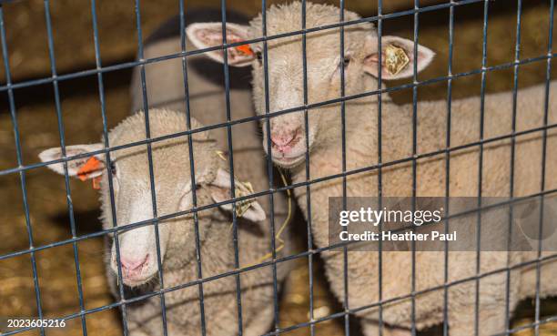 two sheep standing behind a fence in a barn - schapenboerderij stockfoto's en -beelden