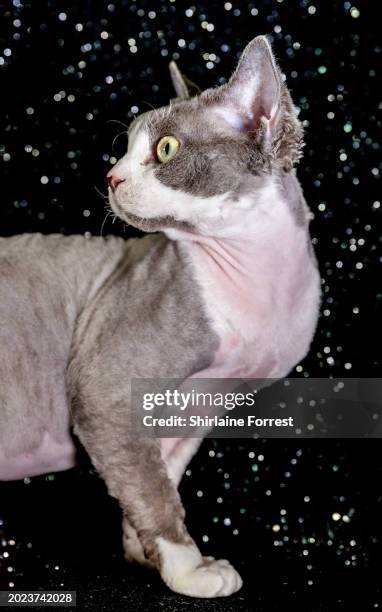 Gattopiccolino Topolino, a blue and white Devon Rex cat is seen in a studio portrait during the GCCF Coventry and Leicester cat show at Stoneleigh...