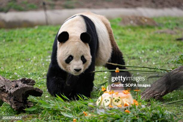 Giant panda seen during a farewell ceremony at the Madrid Zoo. The Madrid Zoo Aquarium hosted a farewell ceremony to bid goodbye to its beloved panda...