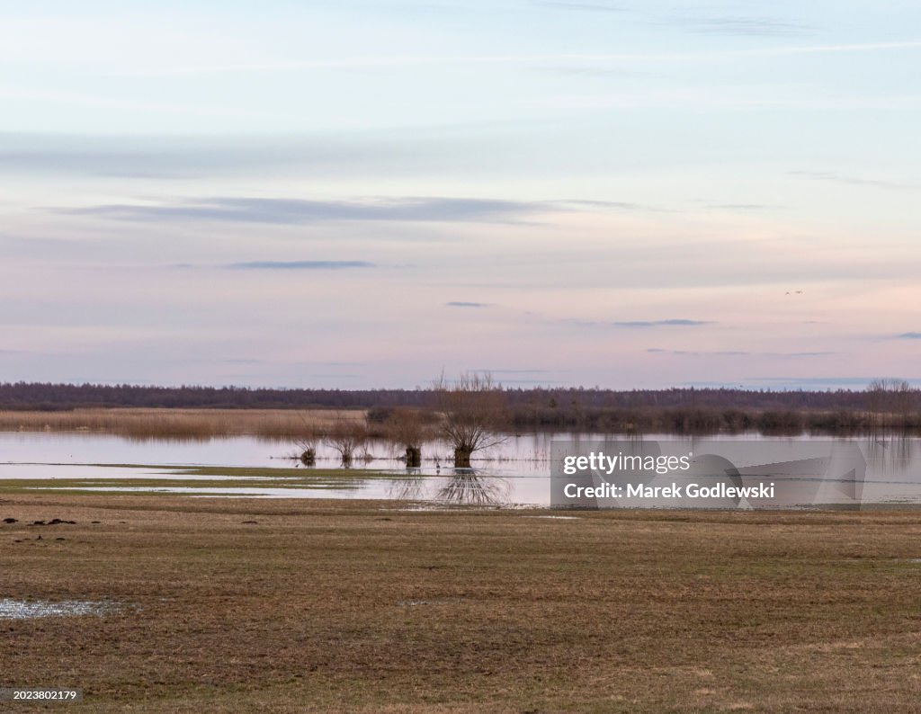 Sunset over the Biebrza river during spring floods. Calm water during the blue hours. Trees in the background. Last natural wetland of Europe.