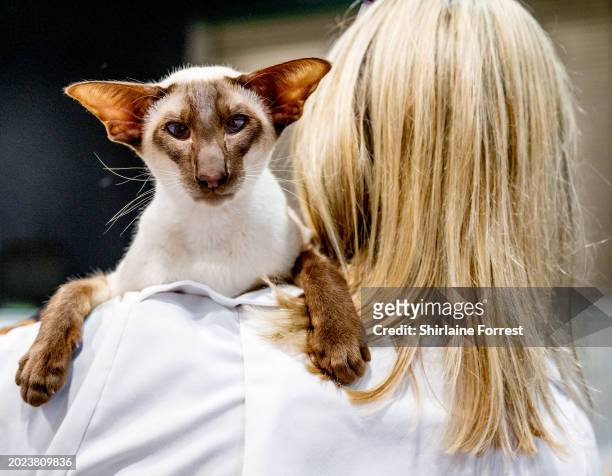 Toghar Daydream Believer, a Siamese cat is judged during the GCCF Coventry and Leicester cat show at Stoneleigh Park on February 17, 2024 in...