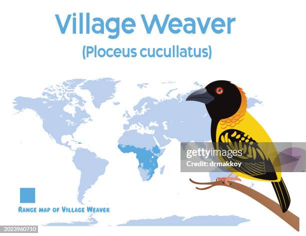 village weaver habitat map - weaver bird stock illustrations