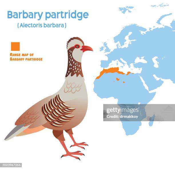 barbary partridge habitat map - quail stock illustrations