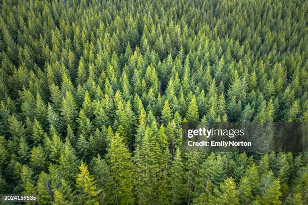 bosque de la isla de vancouver - diseño natural fotografías e imágenes de stock