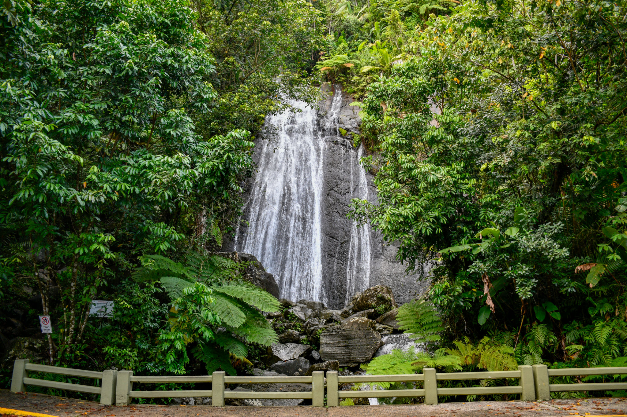 el yunque rainforest