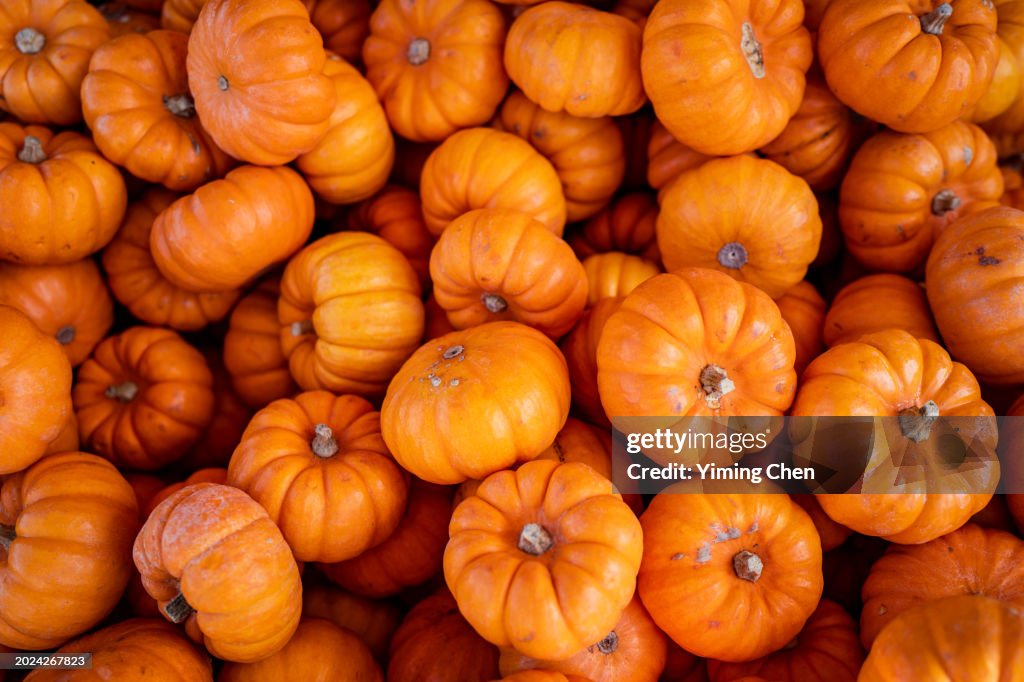Pile of Pumpkins in Pumpkin Patch