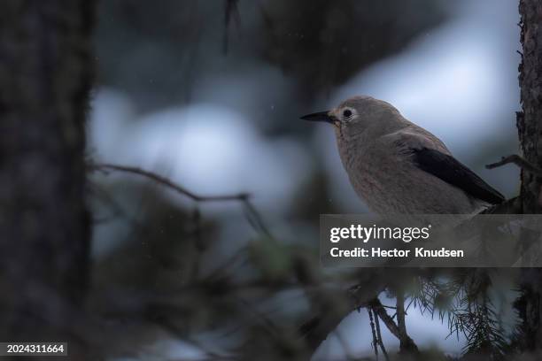 clark's nutcracker on branch in yellowstone national park - clark stock pictures, royalty-free photos & images