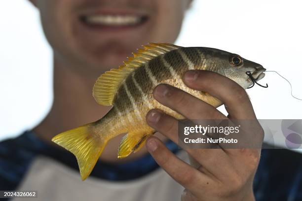 View of a young Schoolmaster Snapper caught in Puerto Morelos harbor, on December 17 in Puerto Morelos, Quintana Roo, Mexico.