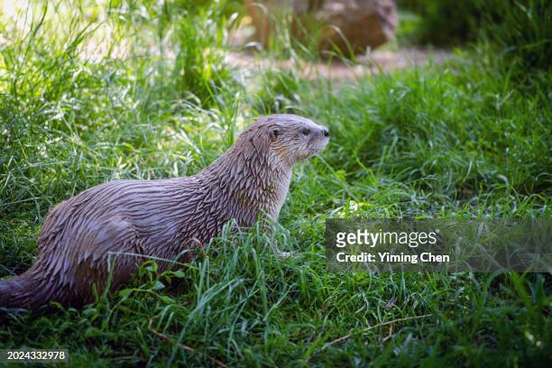north american river otter (lontra canadensis) - lontra stock pictures, royalty-free photos & images