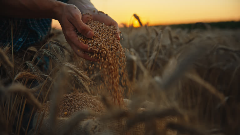 https://media.gettyimages.com/id/2024434520/video/golden-harvest-farmer-hands-cups-barley-grains-from-sack-in-field-at-dusk.jpg?b=1&s=640x640&k=20&c=K-qPYOi74ATZsedeUdykhU20i05xXA6Kn0ZTkhfaDJY=