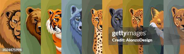große fleischfressende säugetiere - sibirischer tiger stock-grafiken, -clipart, -cartoons und -symbole