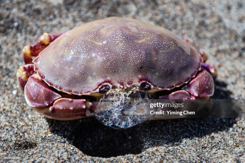 Graceful Rock Crab (Metacarcinus gracilis) on Sand Beach