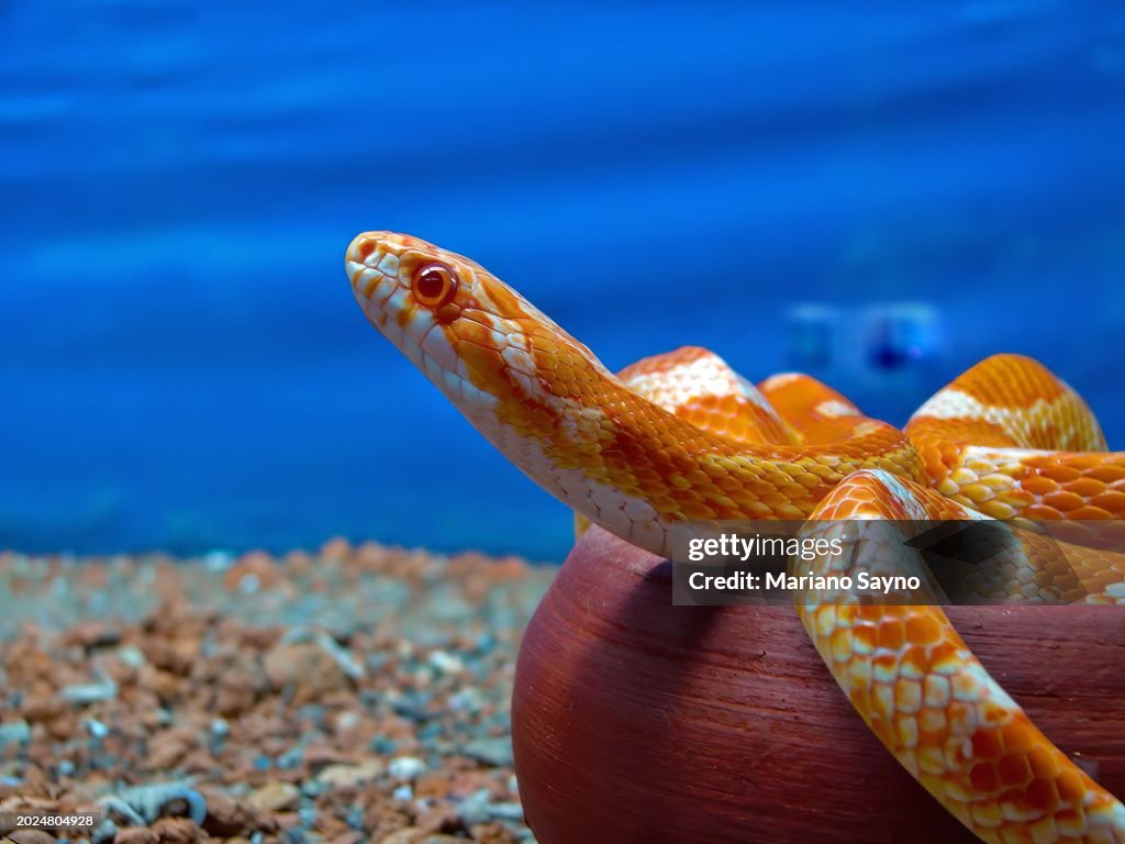 Close-up horizontal side view shot of a corn snake (Pantherophis guttatus)