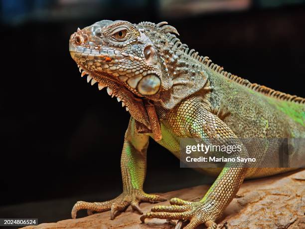 a horizontally cropped close-up side-view shot of an iguana's upper body standing on a tree branch. - green iguana stock pictures, royalty-free photos & images