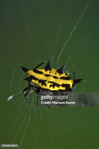 macro vertical shot of spiny-backed orb-weavers (gasteracantha panisicca) - pedipalp stock pictures, royalty-free photos & images