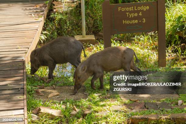 bearded pig (sus barbatus barbatus) feeding in bako national park on grass. borneo, malaysia, asia - bearded pig stock-fotos und bilder