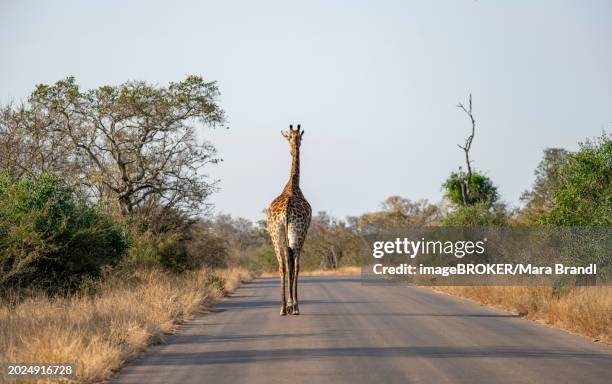 southern giraffe (giraffa giraffa giraffa) from behind, walking on a road, kruger national park, south africa, africa - south african giraffe stock pictures, royalty-free photos & images