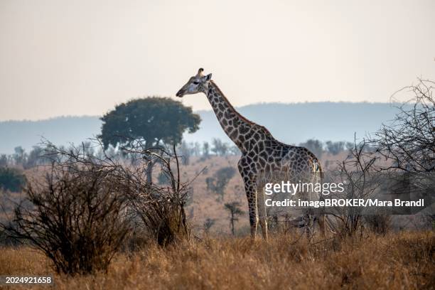 southern giraffe (giraffa giraffa giraffa) in the savannah, kruger national park, south africa, africa - south african giraffe stock pictures, royalty-free photos & images