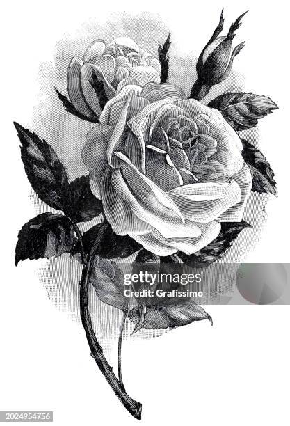 217 Rosa Centifolia Stock Photos, High-Res Pictures, and Images