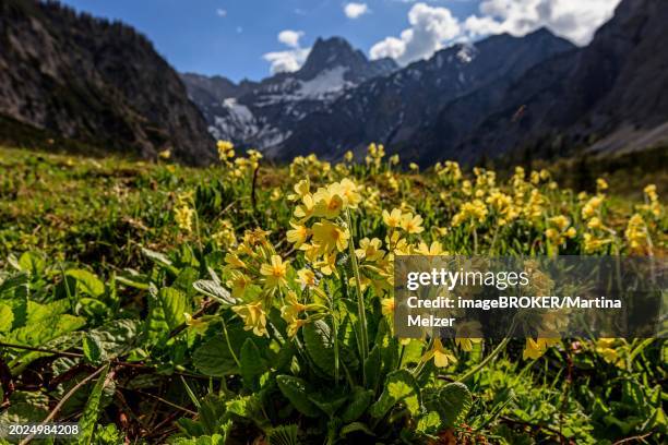 meadow common cowslip (primula veris) backlit in front of mountains, spring, falzthurntal, karwendel mountains, tyrol, austria, europe - first day of spring stock pictures, royalty-free photos & images