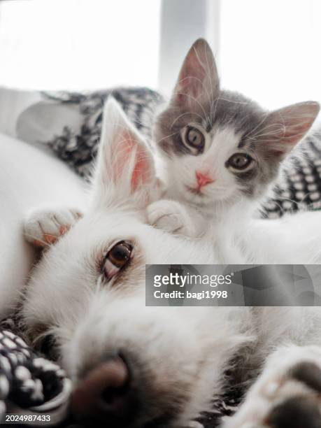 cat taking a selfie with dog - cute puppies and kittens stock pictures, royalty-free photos & images