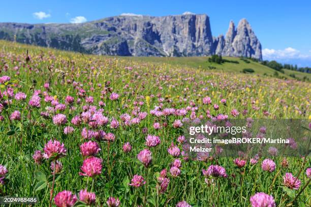 alpine meadow with flowers in front of mountains in the sun, summer, alpine clover (trifolium alpinum), alpe di siusi, behind sciliar, dolomites, south tyrol, italy, europe - trifolium alpinum stock pictures, royalty-free photos & images