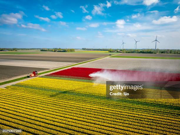 tulips growing in a field sprayed by an agricultural sprinkler during springtime - dutch culture stock photos et images de collection