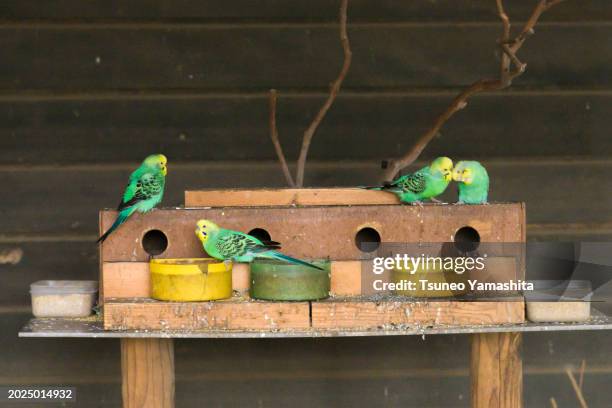 bred budgies - aviary stock pictures, royalty-free photos & images