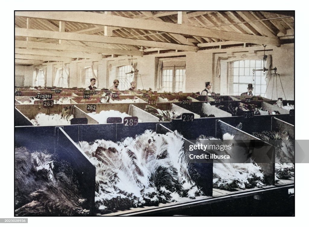 Antique London's photographs: Ostrich Feathers at the Cutler Street Warehouses