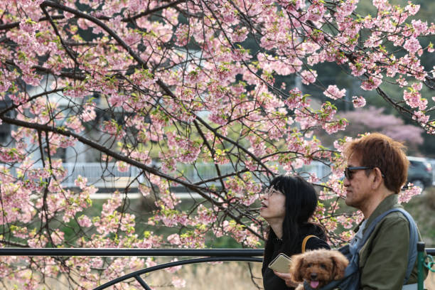 JPN: Early Cherry Blossoms Bloom In Kawazu